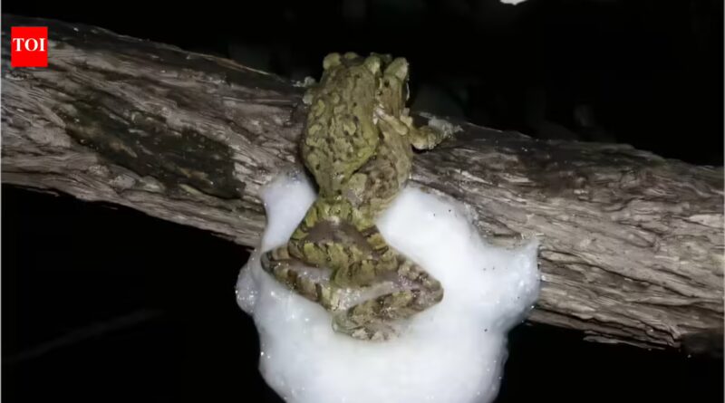 Female African treefrogs mate with several males simultaneously; together they whip up a larger foam nest that protects hundreds of eggs from drying out
