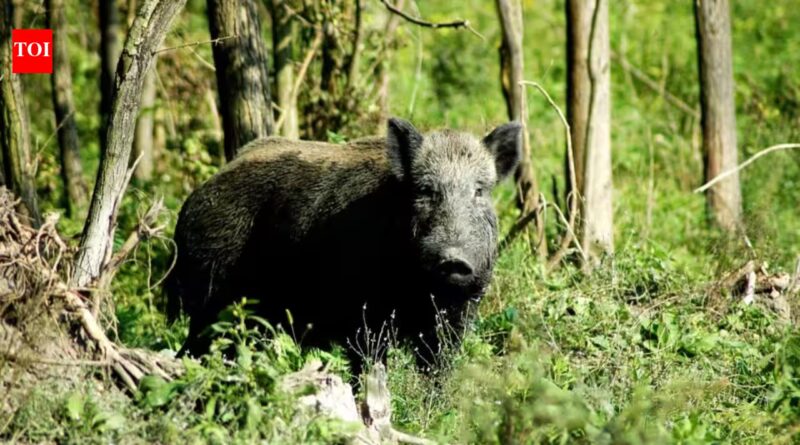 In 1802, a French explorer released pigs on Kangaroo Island; 224 years later, Australia has finally removed them