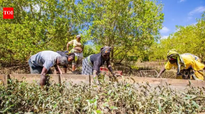 More than 4,000 Kenyan students came together to plant mangroves in a bid to set a Guinness World Record | World News