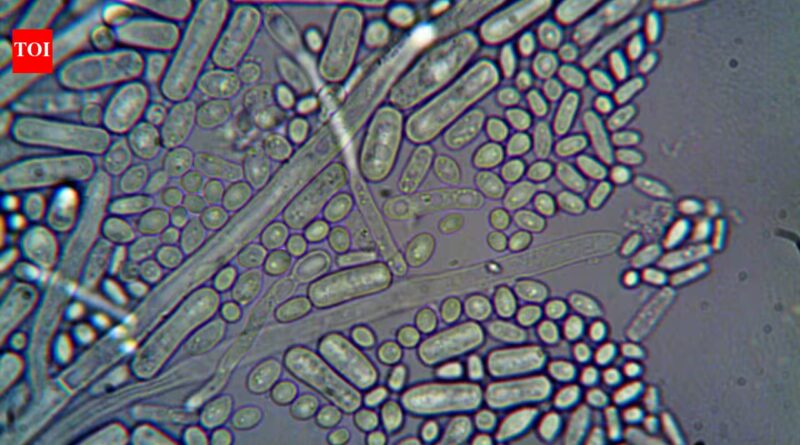 German scientists discovered naturally occurring microbes that removed 95% of dissolved uranium from contaminated water |
