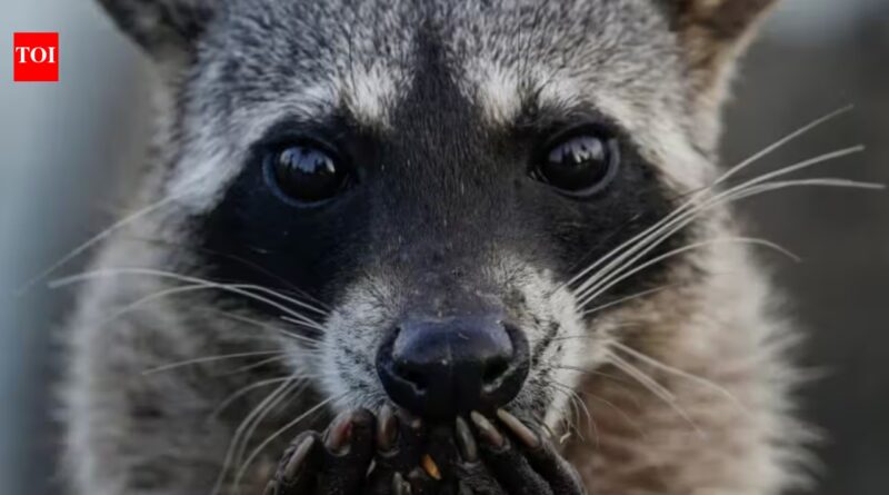A San Francisco resident kept hearing strange noises behind the wall, days later a racoon broke into the bedroom with her newborn babies