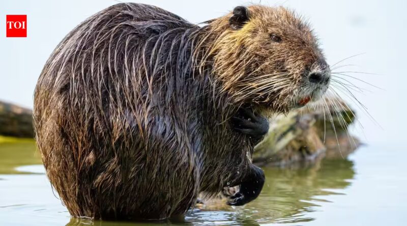 California eradicated these 20-pound rodents decades ago; DNA suggests someone deliberately brought them back