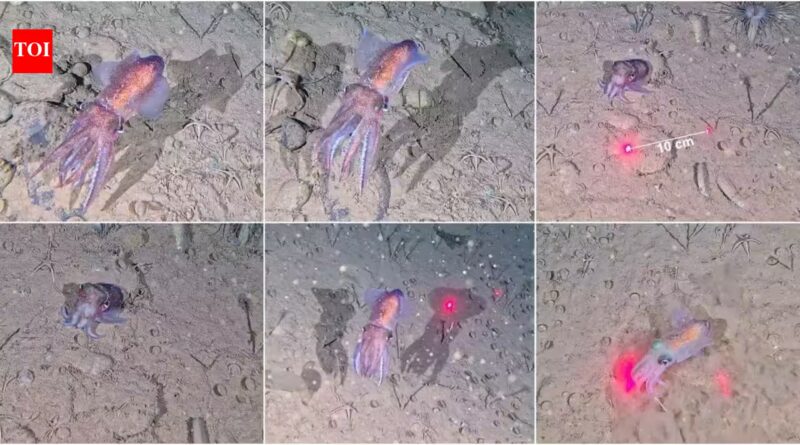 Scientists filmed this rare Arctic squid in the wild for the first time, guarding its eggs in sub-zero water inside the world’s largest national park
