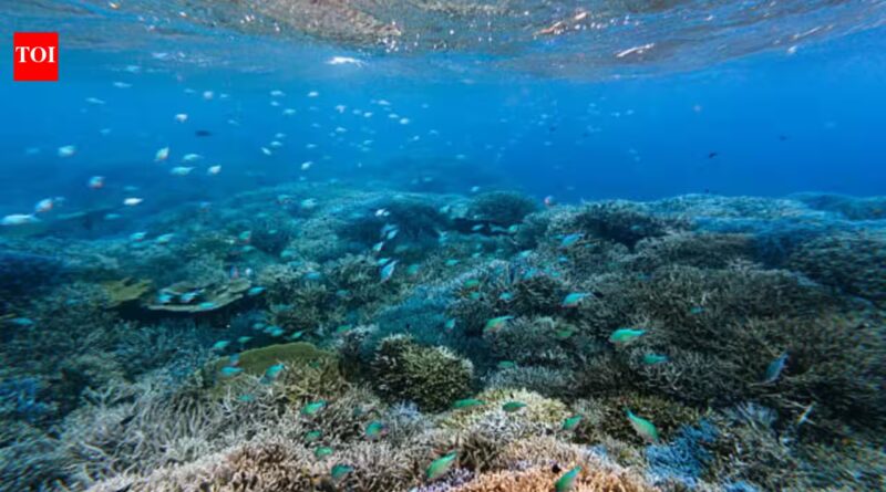 Scientists are turning seawater into a ‘blood test’ that could reveal coral reef damage before it becomes visible |