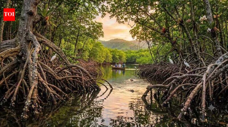 How planet's 'blue forests', mangroves, protect coastlines, support wildlife and store up to four times more carbon than tropical rainforests |