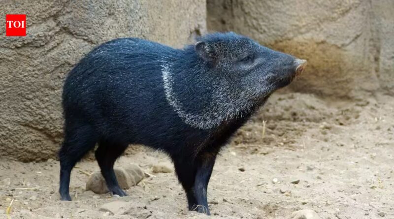 Collared peccaries vanished from Uruguay after the 1800s; a 17-year breeding effort returned them to forests where a new generation has now been born