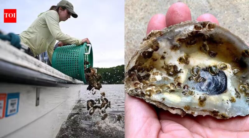 Scientists are planting 30 million oysters in the Chesapeake Bay to restore water quality and marine life in one of America's largest restoration projects |