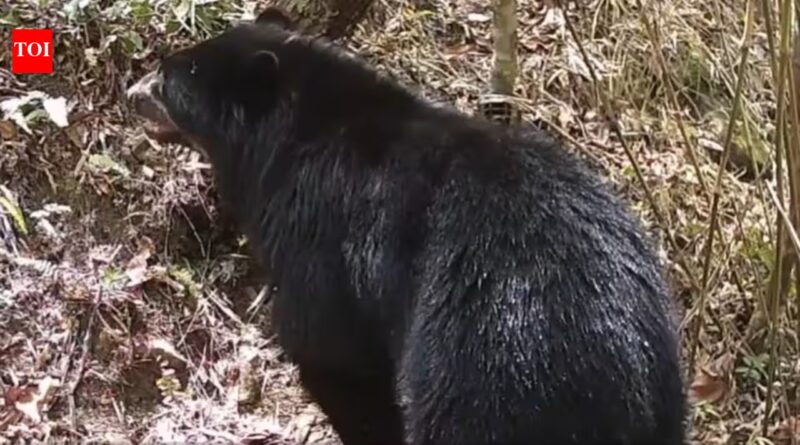 In 2022, cameras recorded two Andean bears in this Bolivian watershed; now, one has been filmed entering the Parapeti River and remaining in the water for several minutes