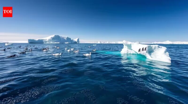 In 2015, a British swimmer entered Antarctica's freezing sea wearing only swimming trunks. His campaign helped protect 1.55 million square kilometres | World News