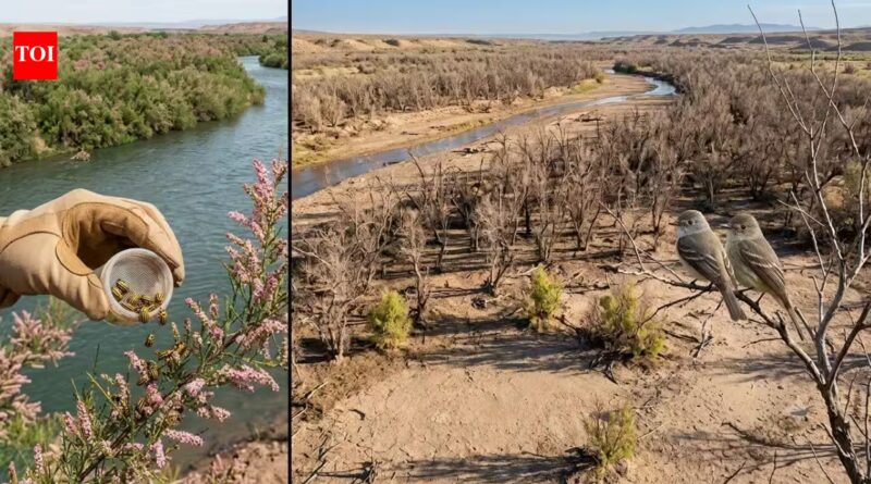 In 2001, scientists released beetles to fight an invasive tree. Years later, an endangered bird had lost 94% of its habitat along one western river | World News