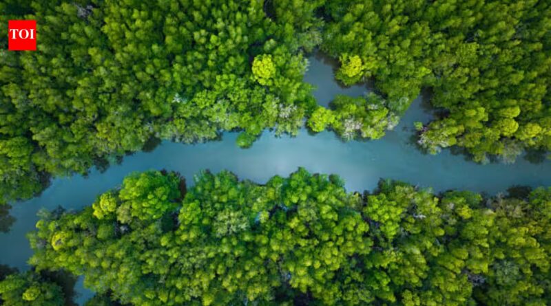 China lost more than 50% of its mangrove forests by the 2000s, now it has restored 22,500 hectares of the trees becoming one of the few countries on the globe where mangrove coverage is increasing |