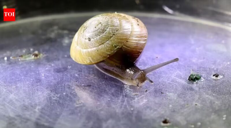 Invasive predators nearly erased this Bermuda snail; fewer than 200 survived in an alley in 2014, but a decade later breeders had released over 100,000 and established six wild colonies |