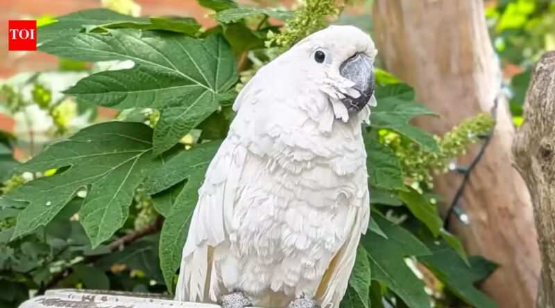 A Virginia cockatoo spent about 10 years blind before surgery restored his sight; he became a therapy bird and raised a record $33,674 to win Pet of the Year