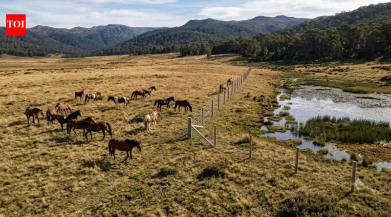 Australia built a $187,000 electric fence across Wild Horse Plain, but the real reason lies beneath one of its rarest alpine wetlands | World News