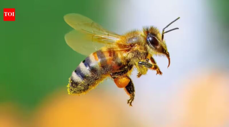 Scientists changed the fats in honeybees’ diets before pesticide exposure; survival rose to 90%, compared with below 50% on other diets