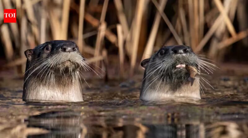 California researchers surveyed Point Reyes lagoon 19 times and found 73 pelicans killed by river otters; some birds have now begun flying away when otters approach