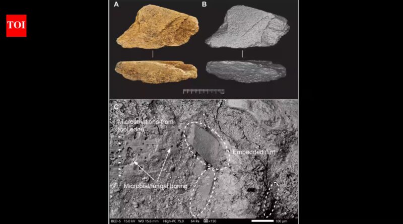 500,000-year-old elephant bone tool found in England reveals advanced early human technology | World News