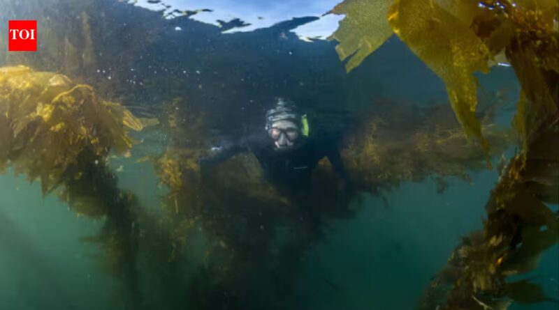 Researchers mapped 5,600km of Canada’s coast using 170 years of records; kelp persistence reached 88% in cold waters but fell to 52% in warmer sheltered areas