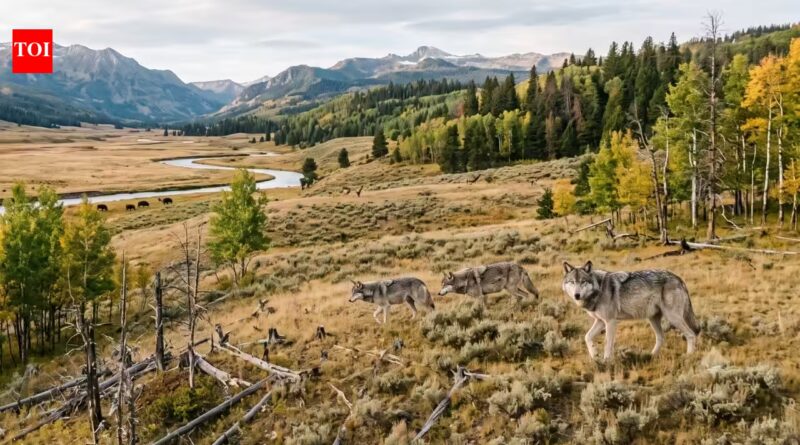 In 1995 Yellowstone began bringing back wolves; 30 years later young aspens returned, but the wider recovery remains uneven