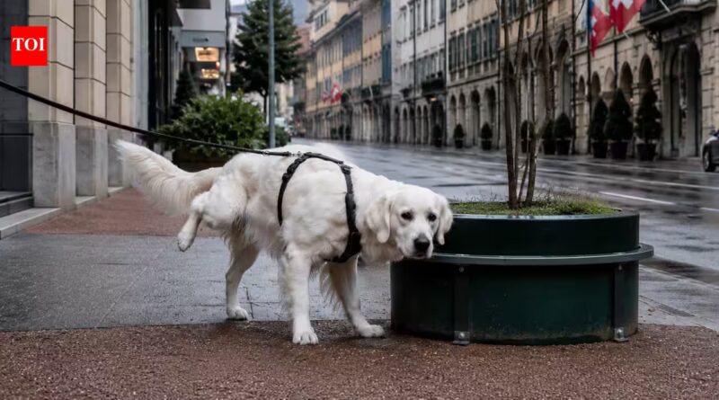 This Swiss town will fine dog owners who do not wash away their pets' urine from streets and building facades | World News