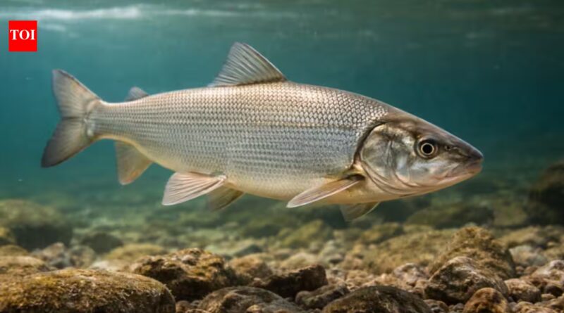 Great Lakes: In America’s Great Lakes, invasive mussels made the water look cleaner but broke the food chain; native whitefish could now vanish from some areas within five years