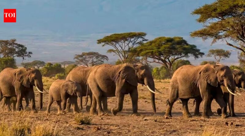 15 elephants suspected to have died after eating pesticide-sprayed tomatoes near Kenya's Amboseli National Park | World News