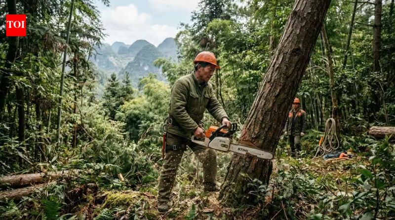 From 1990 to 2020, China gained 447,500 sq km of planted forest but lost 219,100 sq km of natural forest; by 2020, only 9.6% remained fully intact