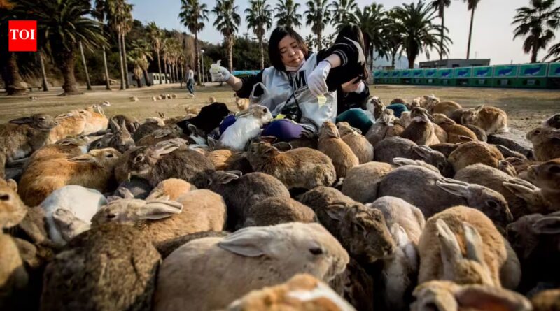 Tourist feeding helped push Japan’s famous Rabbit Island beyond its natural limits; now vegetation is stripped and wild boars are attacking rabbits