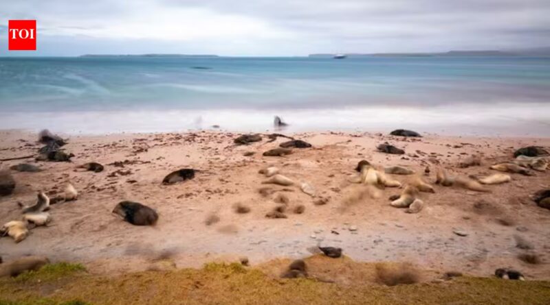 New Zealand is investing $202 million in a mega-operation aimed at restoring three islands destroyed by invasive species, with the help of Maori natives