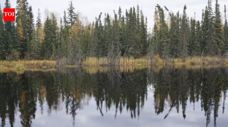 Boreal forests shade northern permafrost so effectively that summer thaw stays about one metre shallower; researchers estimate their canopies keep 59 billion tonnes of carbon frozen