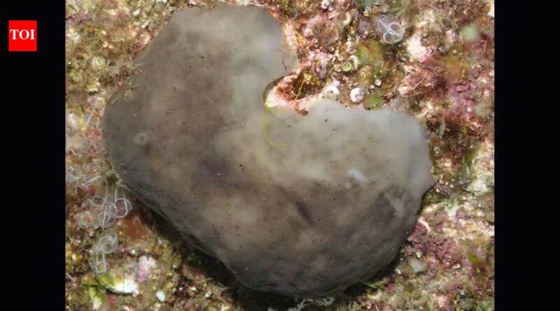 Scientists transplanted 42 sea sponges into a polluted Spanish marina; 91.7% of one species survived 455 days and began creating mobile clones