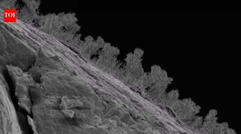 Scientists drilled 1,640 feet beneath Michigan and found 689 kinds of fungi living in water that last touched the surface 11,000 years ago
