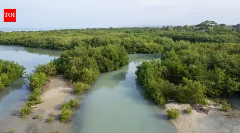 2000–2020: China spent up to $13.8 billion restoring coastal wetlands; scientists now value the benefits at as much as $434 billion