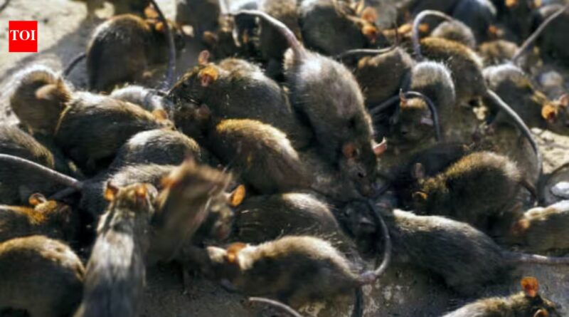 Tiny reef fish flourished beside islands filled with seabirds; where rats removed the birds, the entire underwater food chain took another route