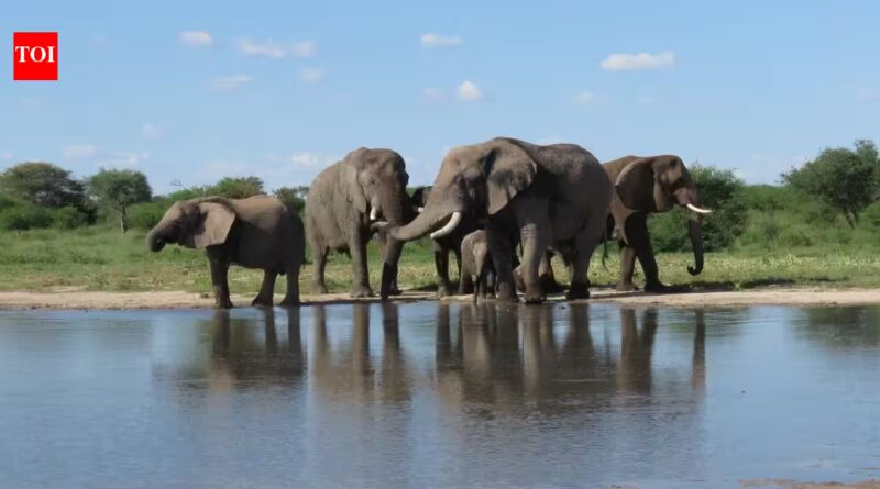 South Africa released 11 formerly captive elephants onto wild reserves; five years later, their behaviour closely matched elephants that had never lived in captivity