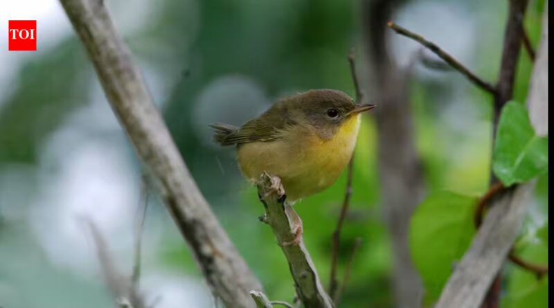 Female mammals usually outlive males, but a 27-year study found the pattern was reversed among dozens of North American bird species