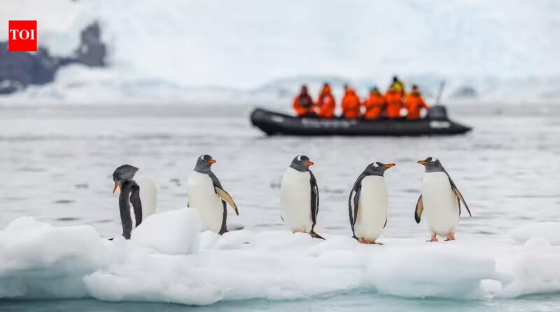 A 14-kilometre iceberg cut off food supply to an Antarctic penguin colony, and chick numbers dropped by 69% in one breeding season