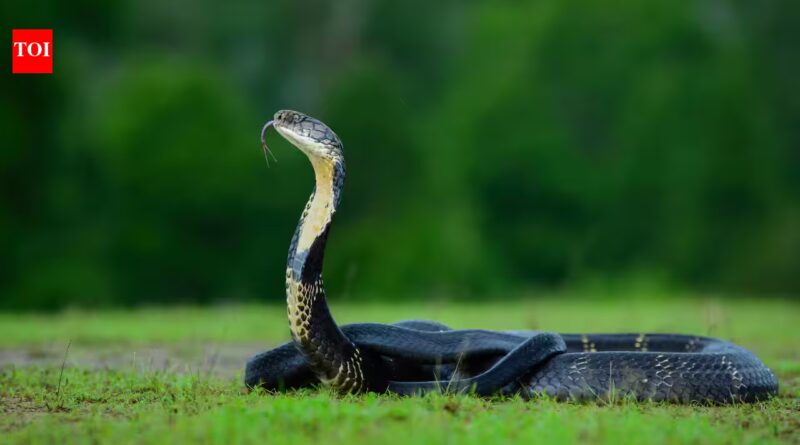 Mushroom hunters entered a Nepal forest and found a nest built by the only snake known to make one. Officials have now restricted access while conservationists monitor the site