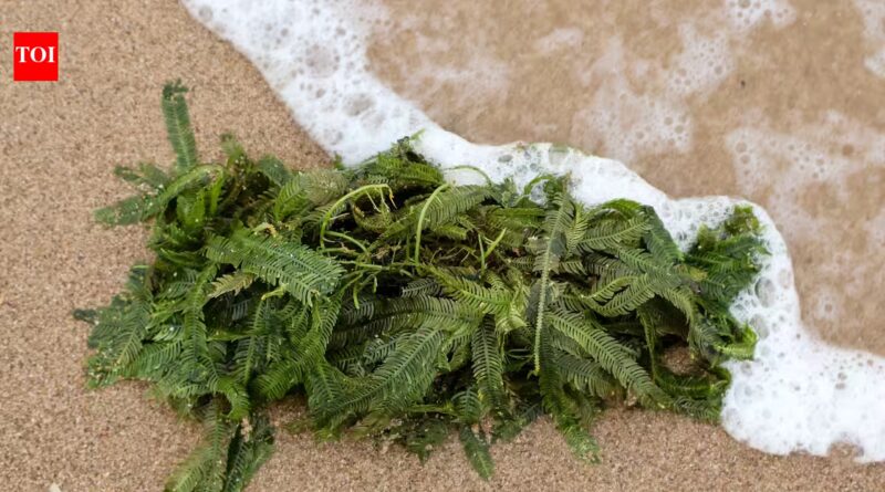 In 2000, an aquarium plant escaped into California waters; removing the ‘killer algae’ took six years and over $7 million