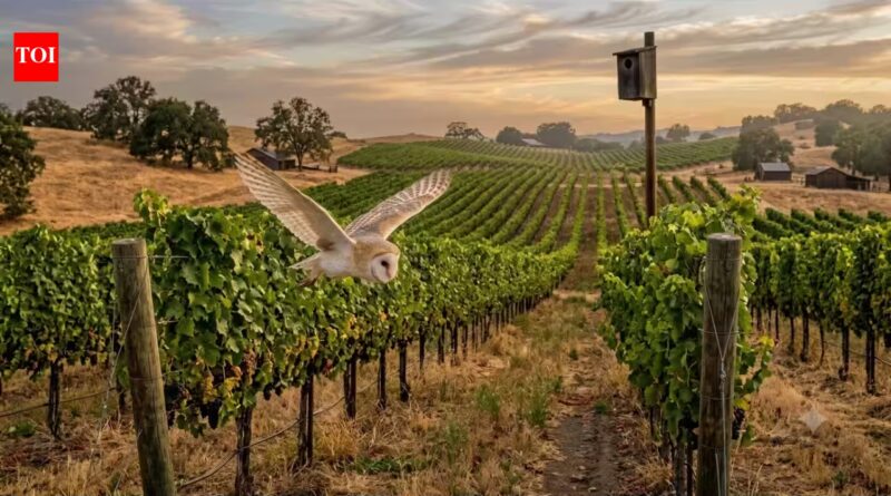 Vineyards: California vineyards installed more than 500 owl boxes; fields with more barn owls had up to 52% fewer rodents without using additional poison