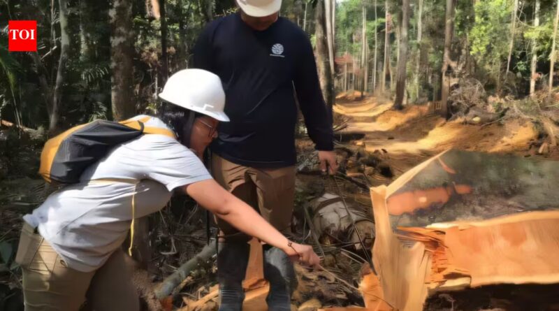 Brazilian scientists sampled 800 trees across 63 Amazon locations; their atomic fingerprinting model can exclude 92% of the forest when tracing suspicious timber