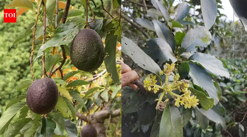 Scientists solve the 100-year-old mystery behind why avocado flowers change sex over two days |