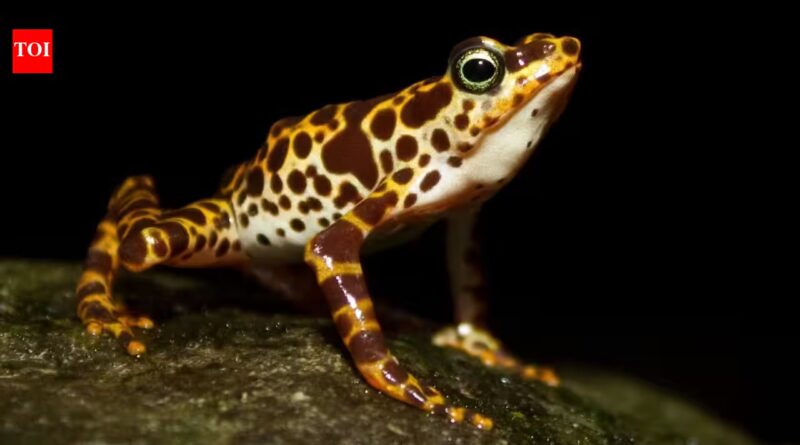 South American frogs are losing their poisonous skin which keeps them safe from predators: Scientists reveal how they could get it back |