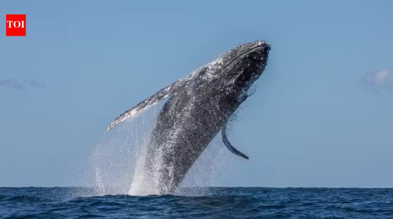 Western Australia’s humpback sightings fell 60%; days later, weakened Southern Ocean seabirds appeared thousands of kilometres away on the country’s east coast