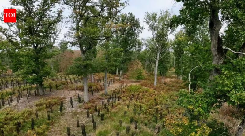 In 2022, France promised 1 billion trees within a decade; four years later, a court struck down the decree funding the programme