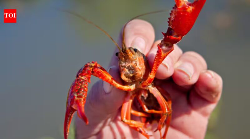 In 1974, Spain imported two tons of American red crayfish for aquaculture; 50 years later, the species cannot be removed