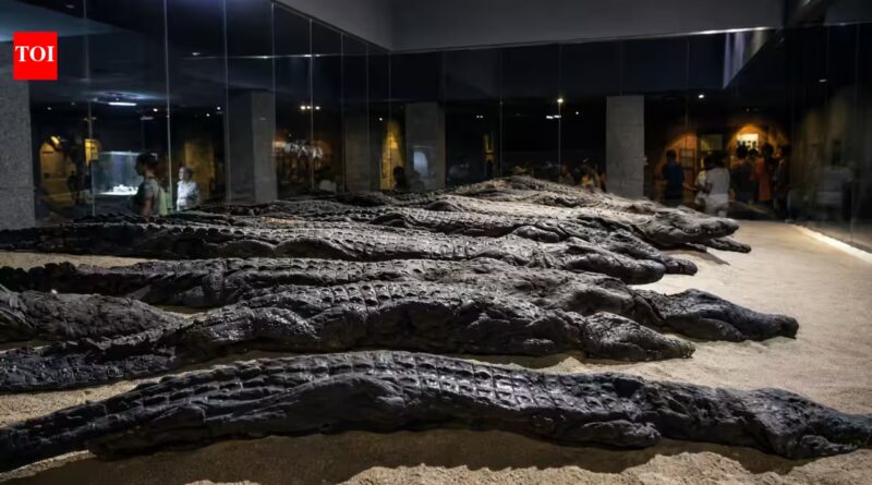 Ancient Egyptians mummified thousands of crocodiles at Kom Ombo. Modern DNA has finally revealed where the sacred reptiles came from | World News