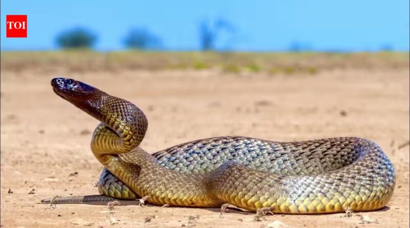 60 venomous snakes, cocaine, guns and 22,000 dollars in cash seized during New Mexico drug raid; inland taipan among reptiles found