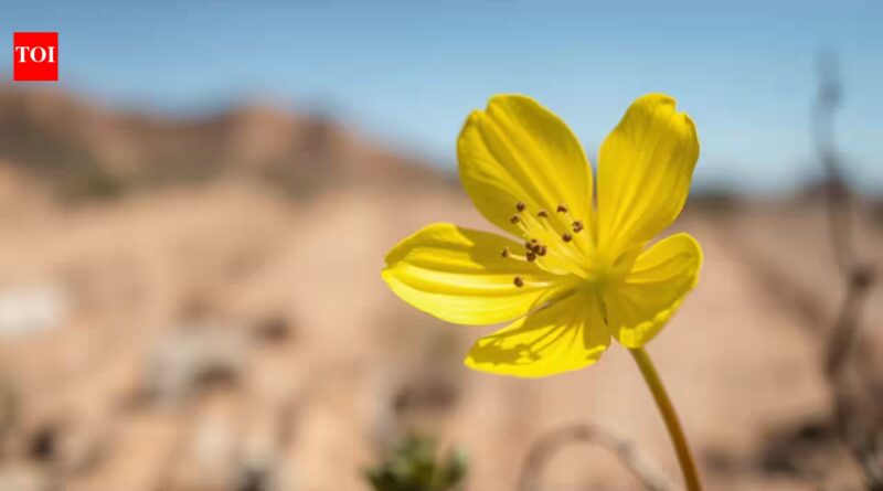 A rare yellow-flowered California plant unseen since 1957 has been rediscovered after 68 years |
