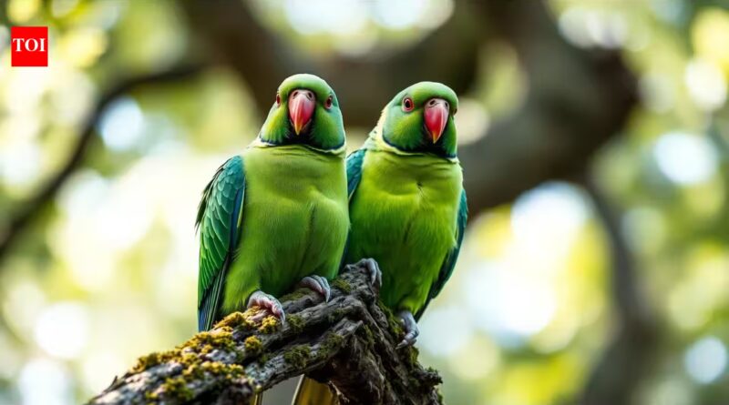 Britain: How rose-ringed parakeets went from escaped pets to one of Britain's most recognisable birds | World News